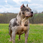 Merele XXL Pitbulls